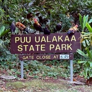 Meet your Posher, Kitty